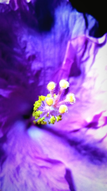 Photo close-up de l'étamine de la fleur pourpre