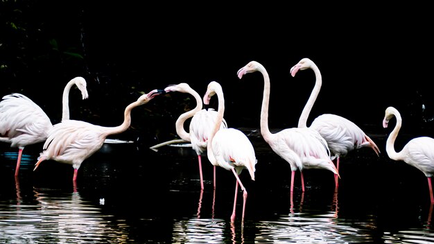 Close-up face of White Flamingo in Lake .Portrait grand flamant blanc avec bec rose portrait en gros plan sur un fond de lac d'eau