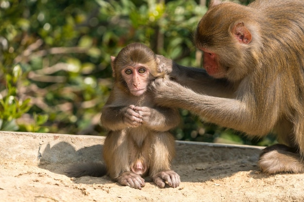 Close-up d'une famille de singes dans la forêt