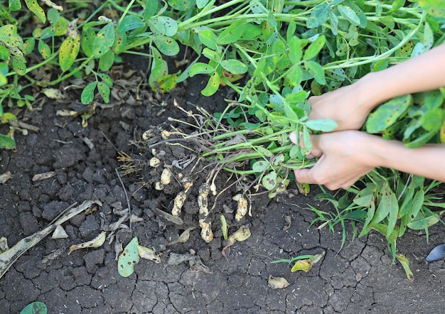 Close-up farmer hands récolter des arachides dans les plantations agricoles. Cacahuètes fraîches avec des racines.