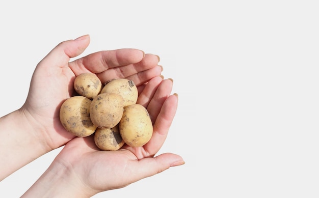 Close-up d'une femme fermière les mains sur un fond blanc montrant un tas de pommes de terre crues fraîches récoltées dans un jardin de campagne rural au moment de la collection de légumes biologiques nourriture saine