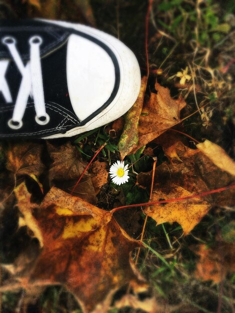 Photo close-up d'une feuille d'automne