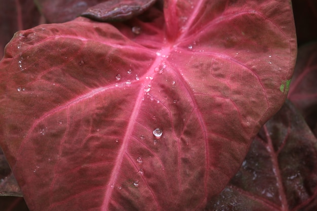 Photo close up feuille de caladium rose
