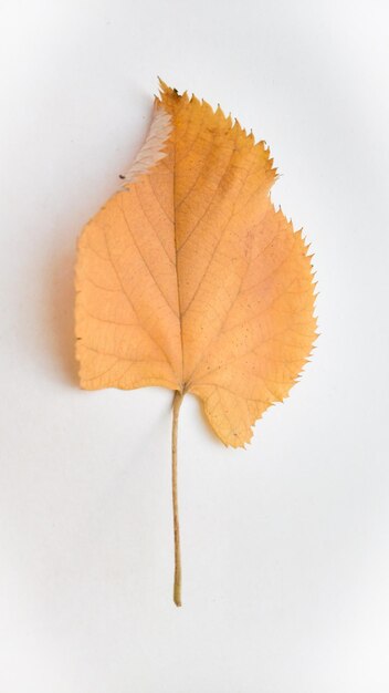 Close-up d'une feuille d'érable sèche sur fond blanc