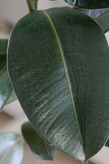 Close up feuille de Ficus avec des gouttes d'eau dans le pot de maison à l'intérieur