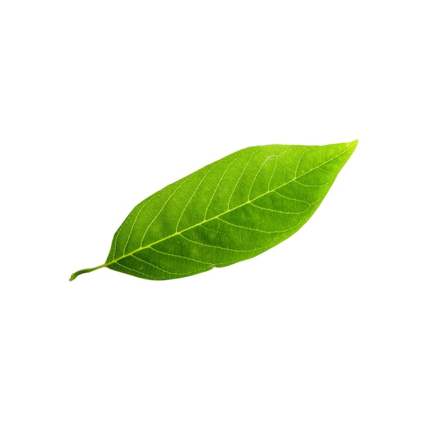 Close-up d'une feuille sur fond blanc