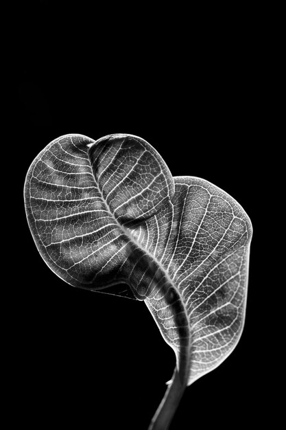 Photo close-up d'une feuille sur un fond noir