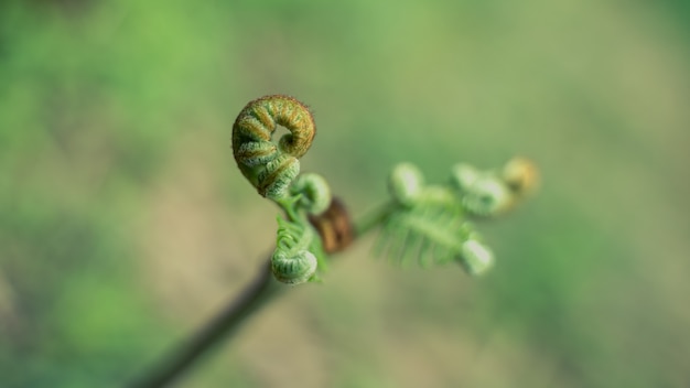 Close Up de feuille verte Curl