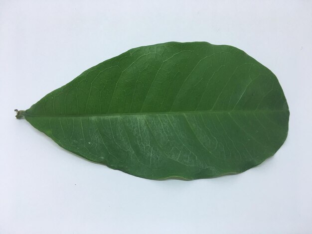 Close-up d'une feuille verte sur un fond blanc