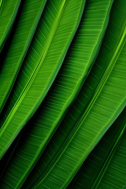 Close up d'une feuille verte avec les mots close up