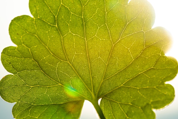 Close-up de la feuille