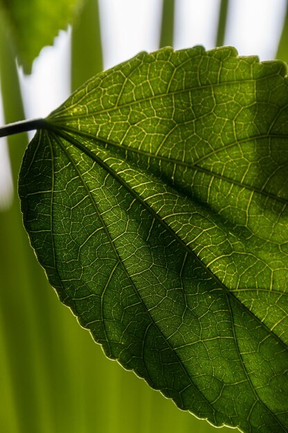 Photo close-up de la feuille