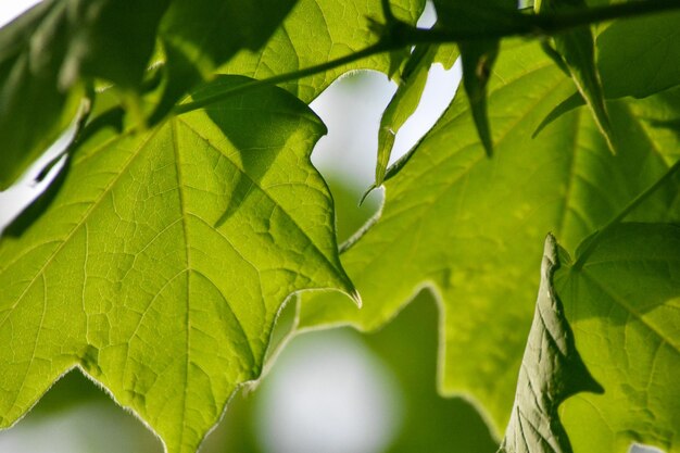 Close-up des feuilles sur l'arbre