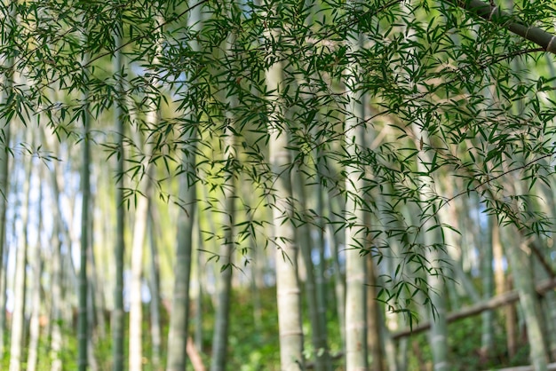 Photo close up de feuilles de bambou dans la forêt de bambou