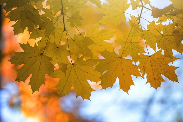 Close up de feuilles d'érable jaune et rouge vif sur les branches d'arbres d'automne avec une surface floue vibrante en automne park