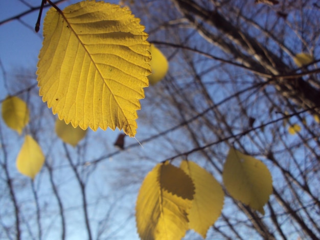 Close-up de feuilles d'érable jaunes contre le ciel