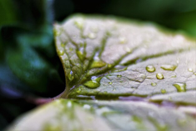 Photo close-up des feuilles humides des plantes