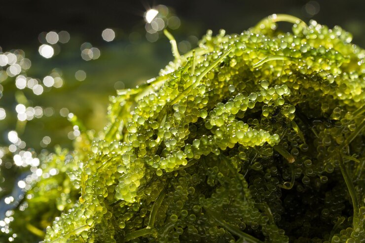 Photo close-up des feuilles humides des plantes