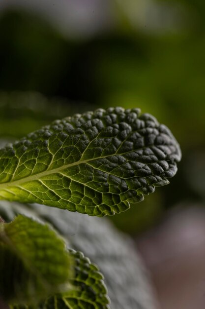 Close up de feuilles de menthe fraîche