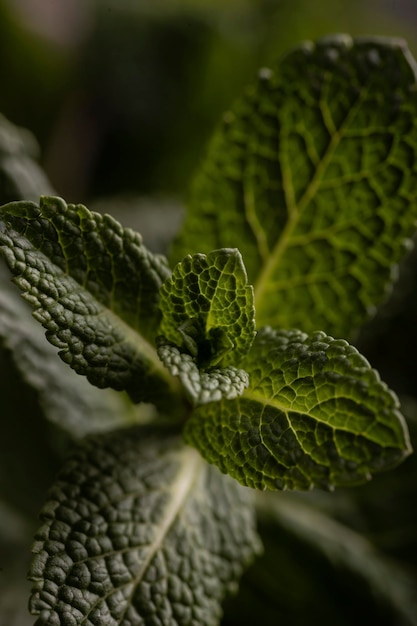 Close up de feuilles de menthe fraîche