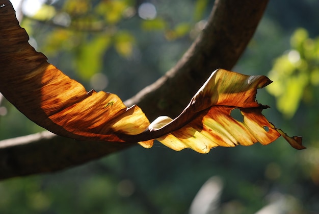 Photo close-up de feuilles d'orange sur un arbre