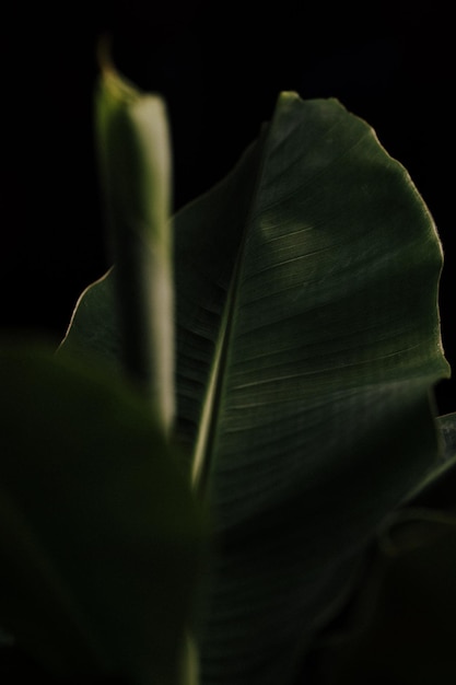 Photo close-up des feuilles de la plante sur un fond noir