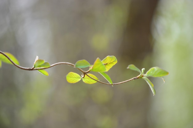 Photo close-up des feuilles de la plante