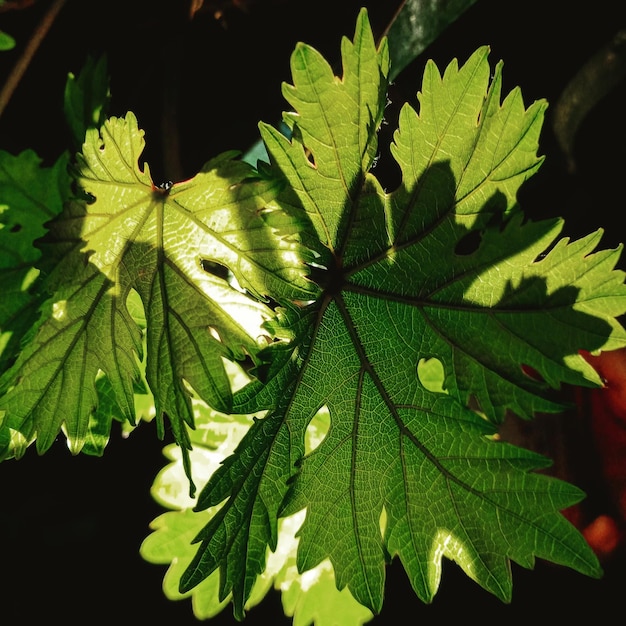 Photo close-up des feuilles sur la plante