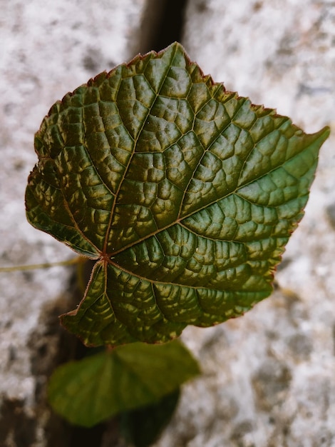 Photo close-up des feuilles de la plante