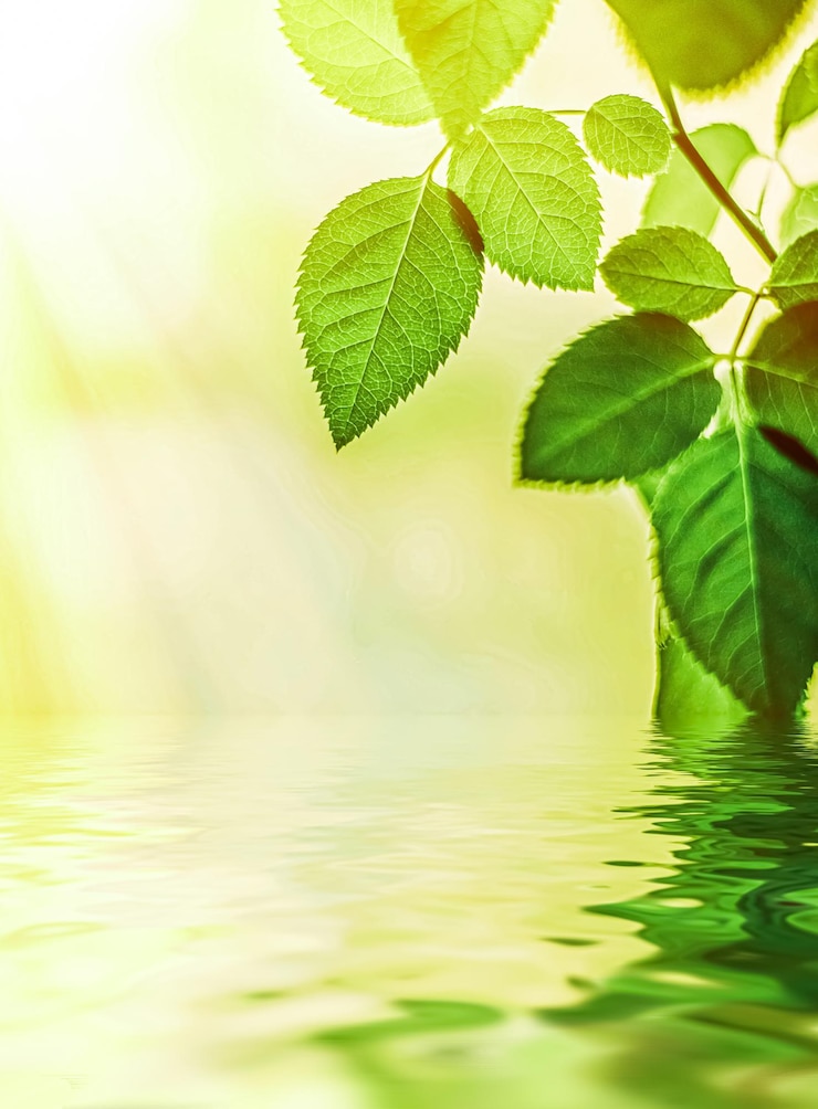 Photo close-up des feuilles de plantes dans l'eau