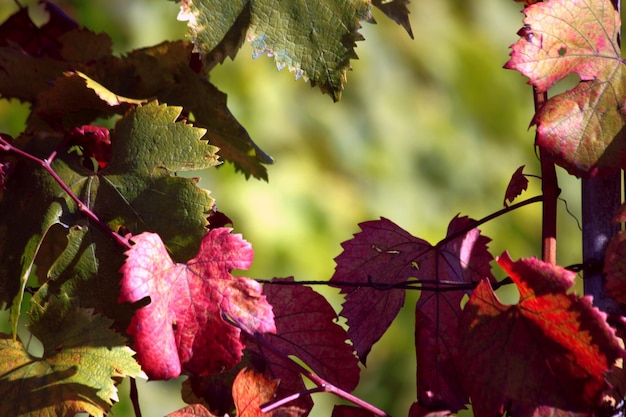 Photo close-up des feuilles rouges sur l'arbre