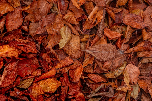 Close up de feuilles rouges en automne à colle del melogno italie