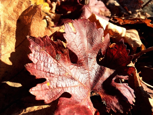 Close-up des feuilles sèches d'automne