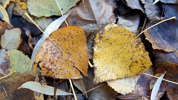 Close-up des feuilles sèches d'automne