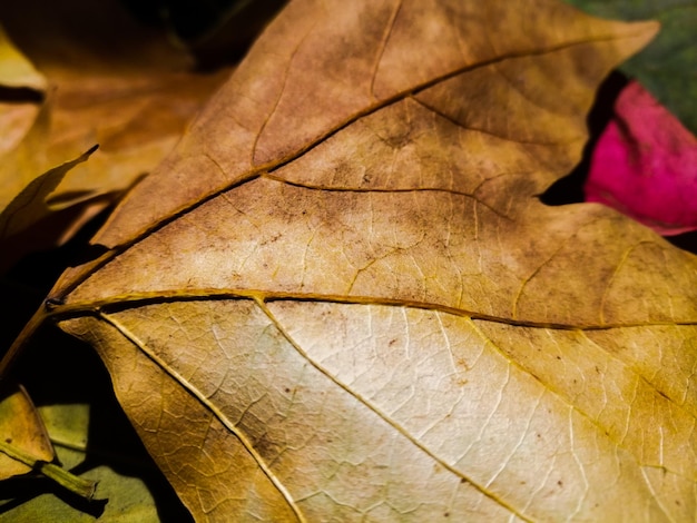 Close-up de feuilles sèches sur le champ