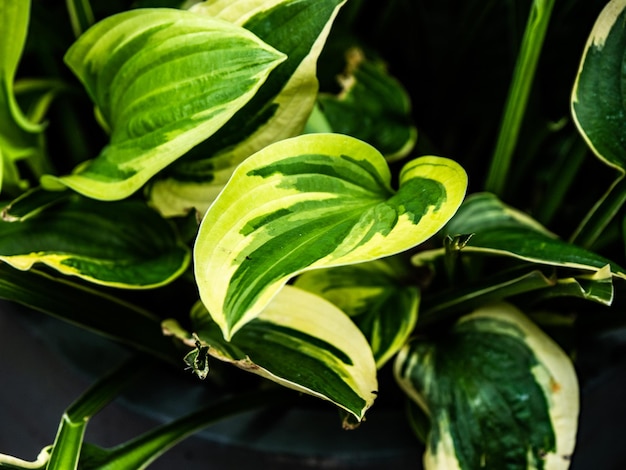 Photo close-up de feuilles vertes fraîches