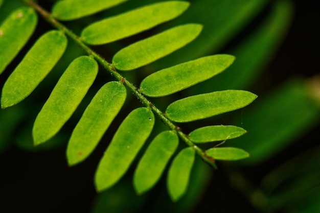 Close-up des feuilles vertes de la plante sur un fond noir