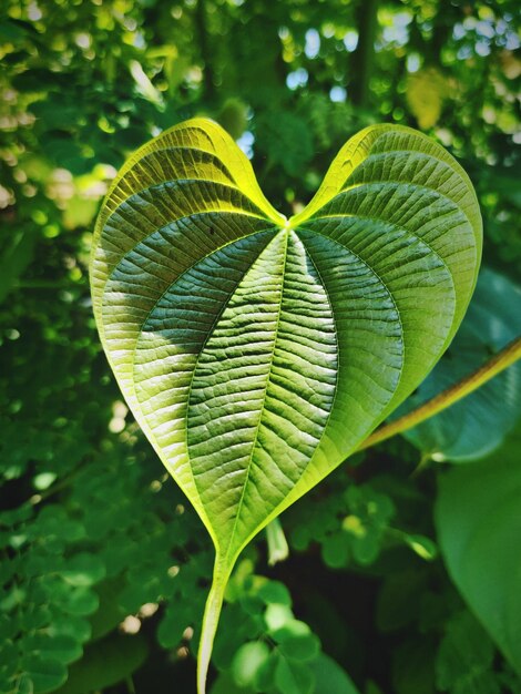 Photo close-up des feuilles vertes