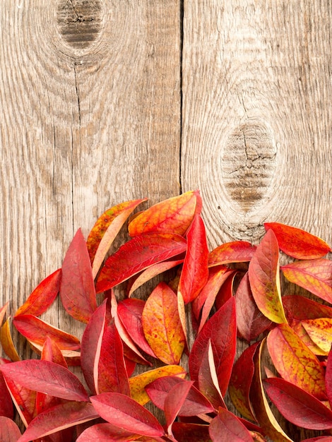 Photo close-up des feuilles