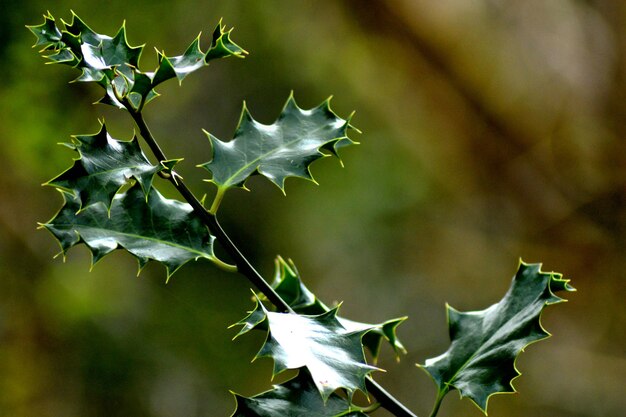 Photo close-up des feuilles