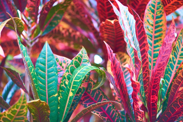 Photo close-up des feuilles