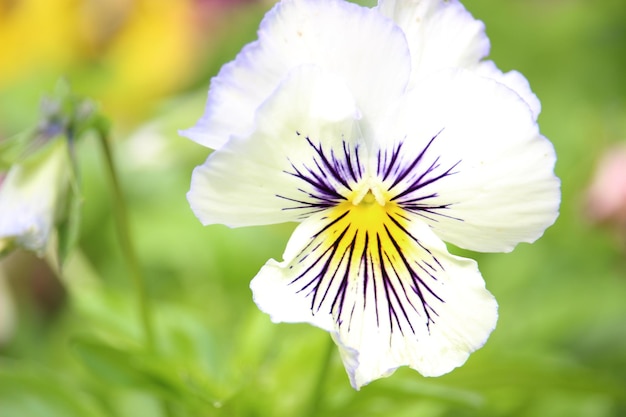 Photo close-up d'une fleur blanche qui fleurit à l'extérieur