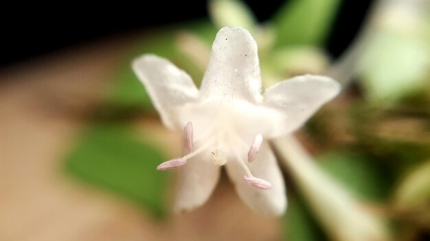 Close-up d'une fleur blanche