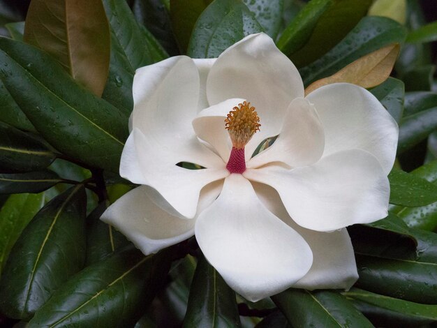 Photo close-up d'une fleur blanche