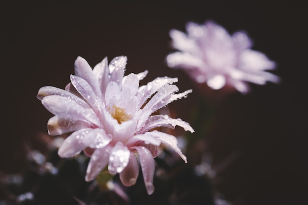 Close up fleur de cactus avec goutte d'eau