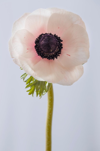 Photo close-up d'une fleur sur fond blanc ranunculus