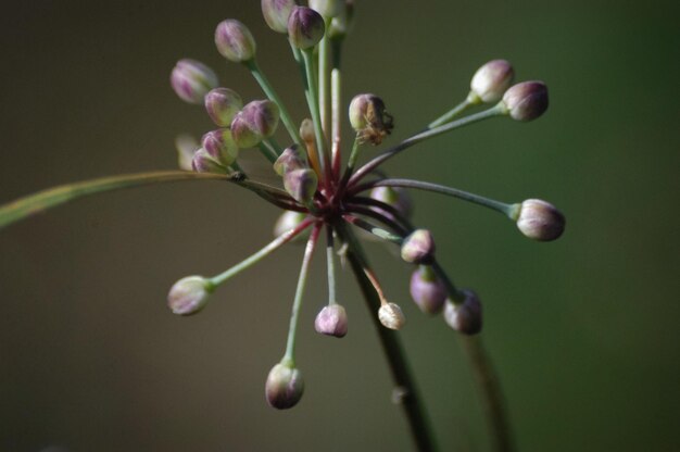 Photo close-up d'une fleur sur un fond flou