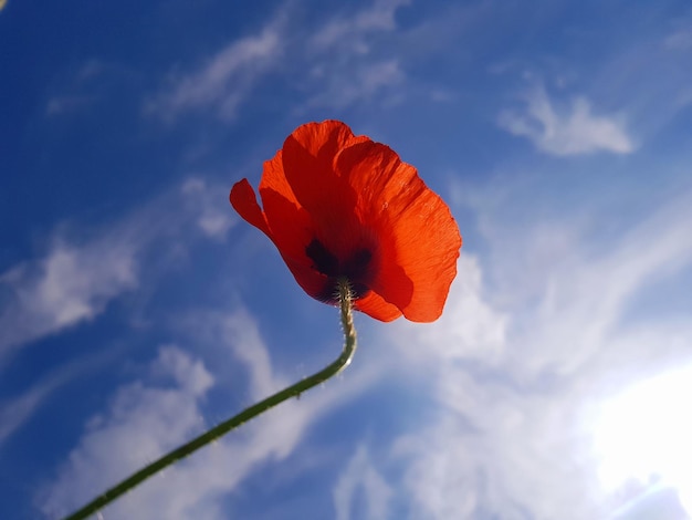 Close-up d'une fleur jaune contre le ciel