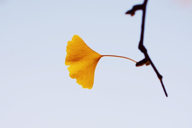 Close-up d'une fleur jaune sur un fond blanc