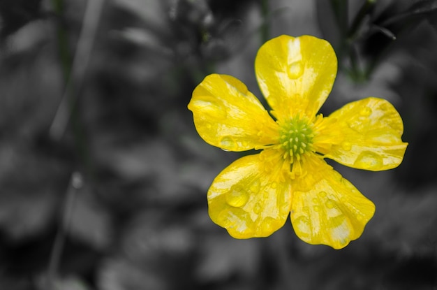 Close-up d'une fleur jaune humide